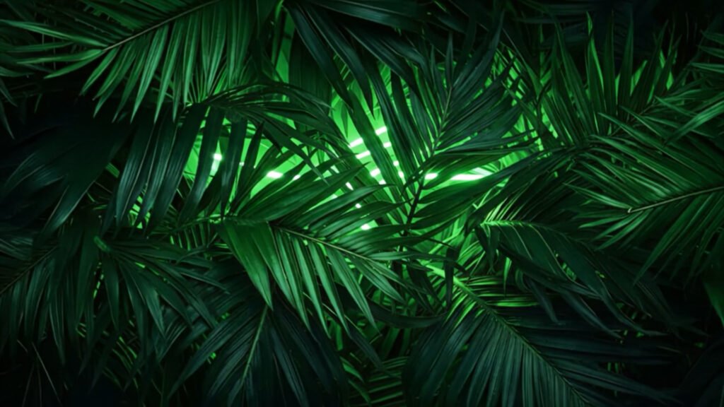 Palmlands Records Palm Tree Fallback