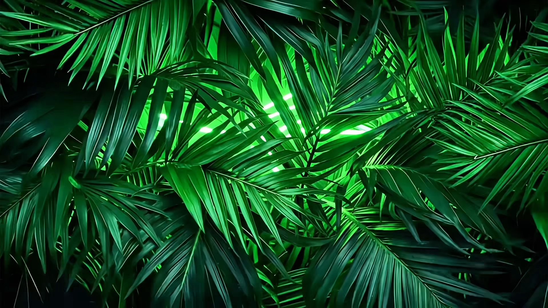 palmlandsfallback